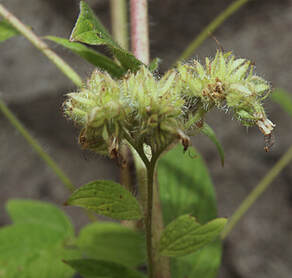 Phacelia nemoralis ssp. oregonensis