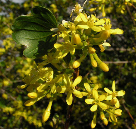 Ribes aureum var. aureum
