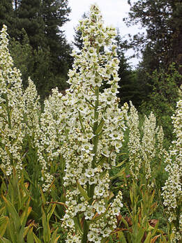 Veratrum californicum var. caudatum