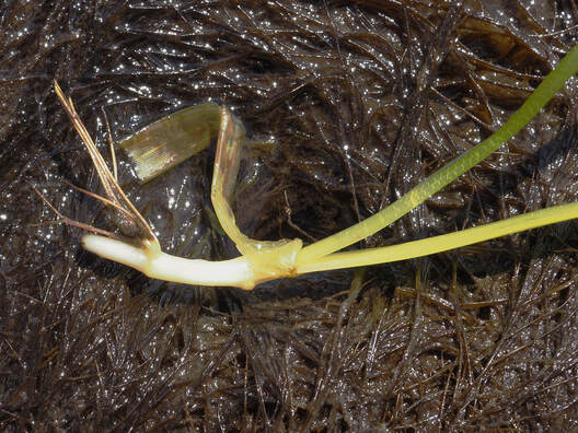 Zostera marina